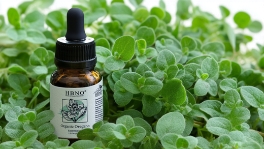 oregano oil benefits